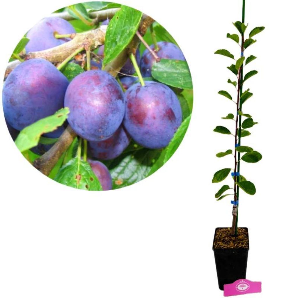 Prunus domestica 'Opal', prunier, pot de 1,5 litre Image du produit 