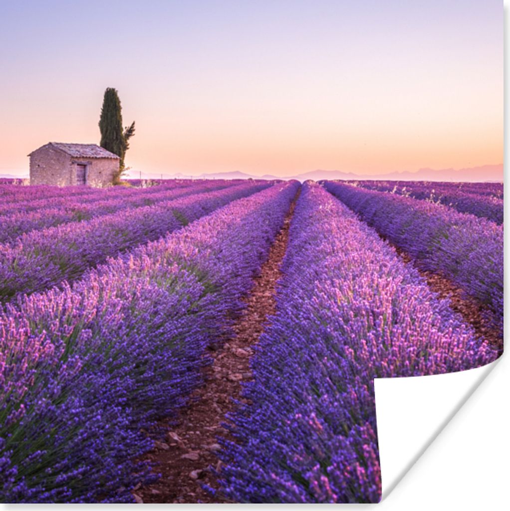 MuchoWow Poster Lavendel - Sonnenuntergang - Lila - Blumen 100x100 cm - Babyzimmer