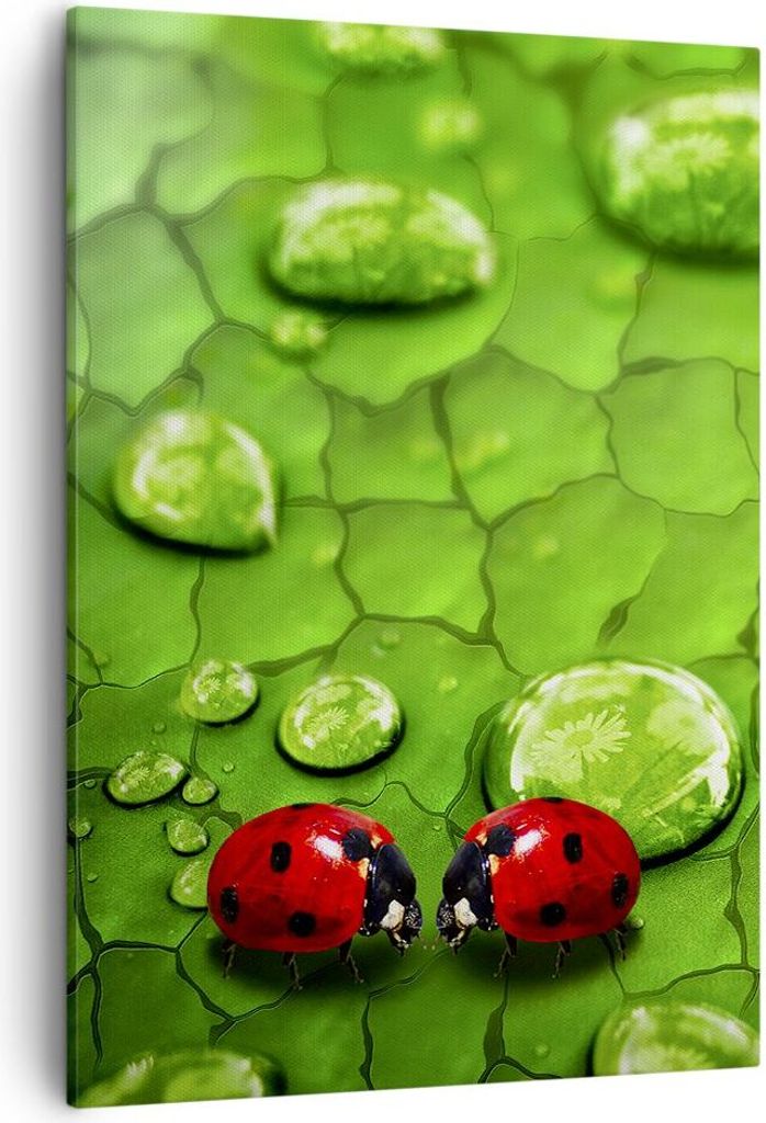 Bild auf Leinwand - Leinwandbild - Einteilig - Marienkäfer Gras Blatt Tropfen - 50x70cm - Wand Bild - Wanddeko - Wandbilder - Leinwanddruck - Wand...