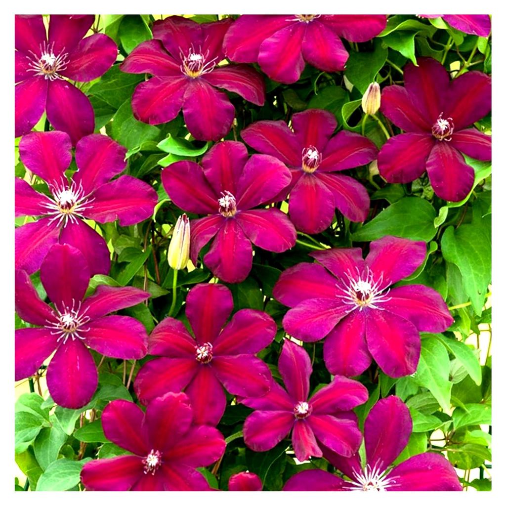 Clematis Rouge Cardinal - Karminrote Kletterpflanzen Winterhart - Clematis Winterhart Mehrjährig Pflanze - Balkon Pflanzen Samtrot