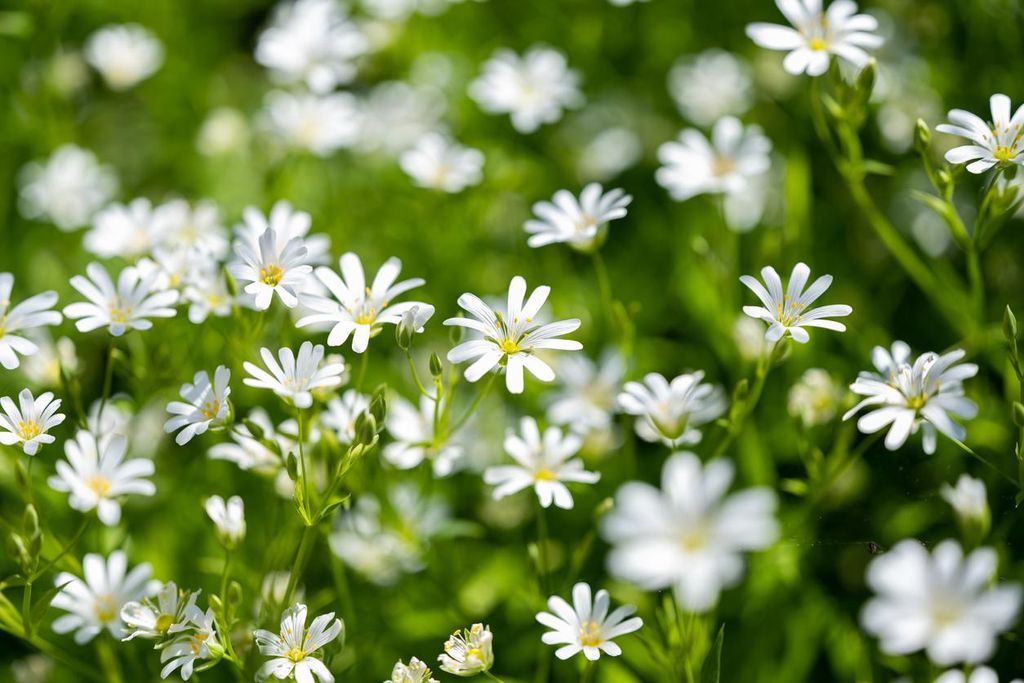 2000 Samen Vogelmiere Stellaria media Vogelfutter Produktbild 