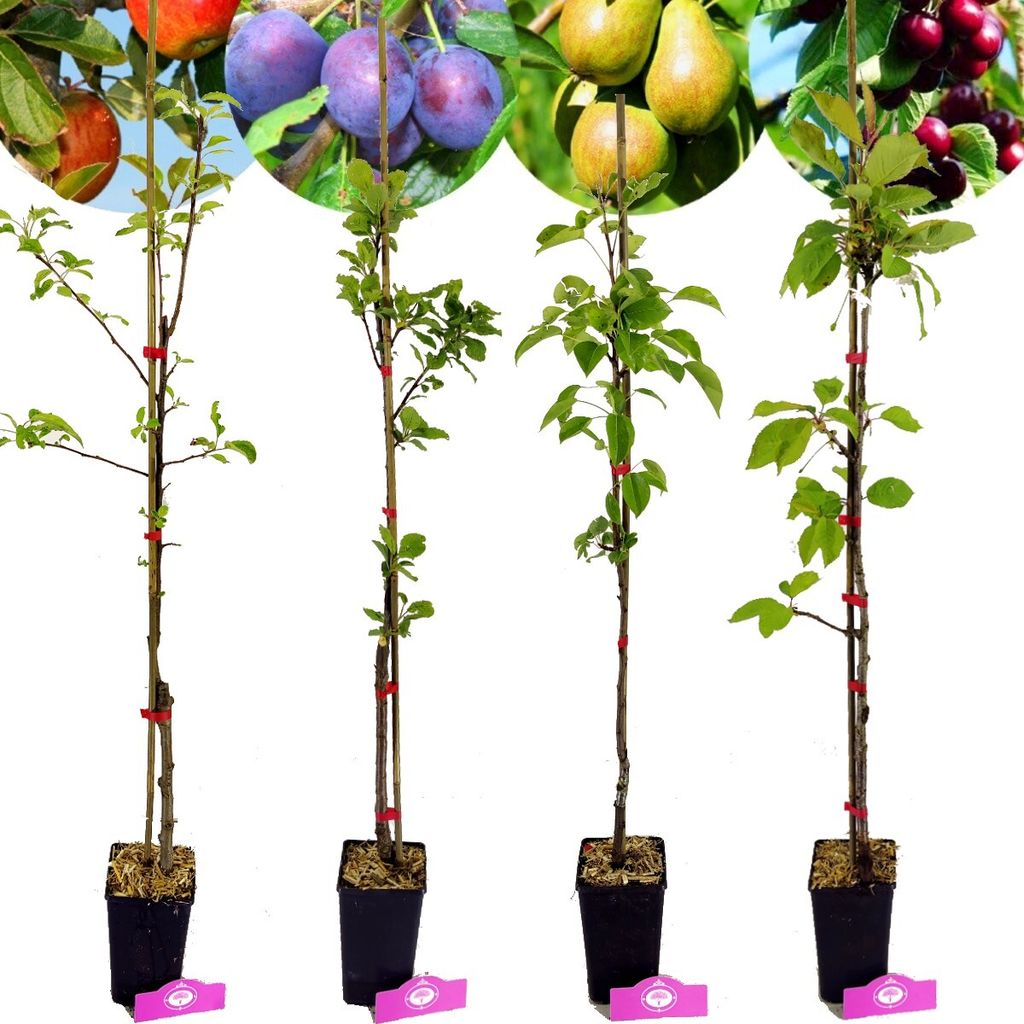 Set mit 4 Obstbäumen – 1 Apfel, 1 Birne, 1 Kirsche, 1 Produktbild 