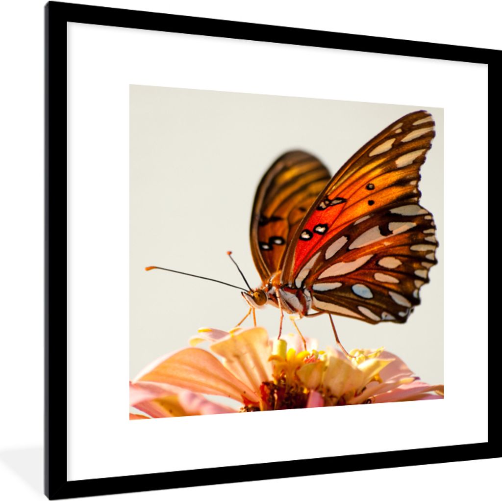 MuchoWow Gerahmtes Poster Schmetterling - Orange - Blume - Insekten 40x40 cm - Poster mit Schwarzem Bilderrahmen Wandposter Rahmen Foto Bilder - ...