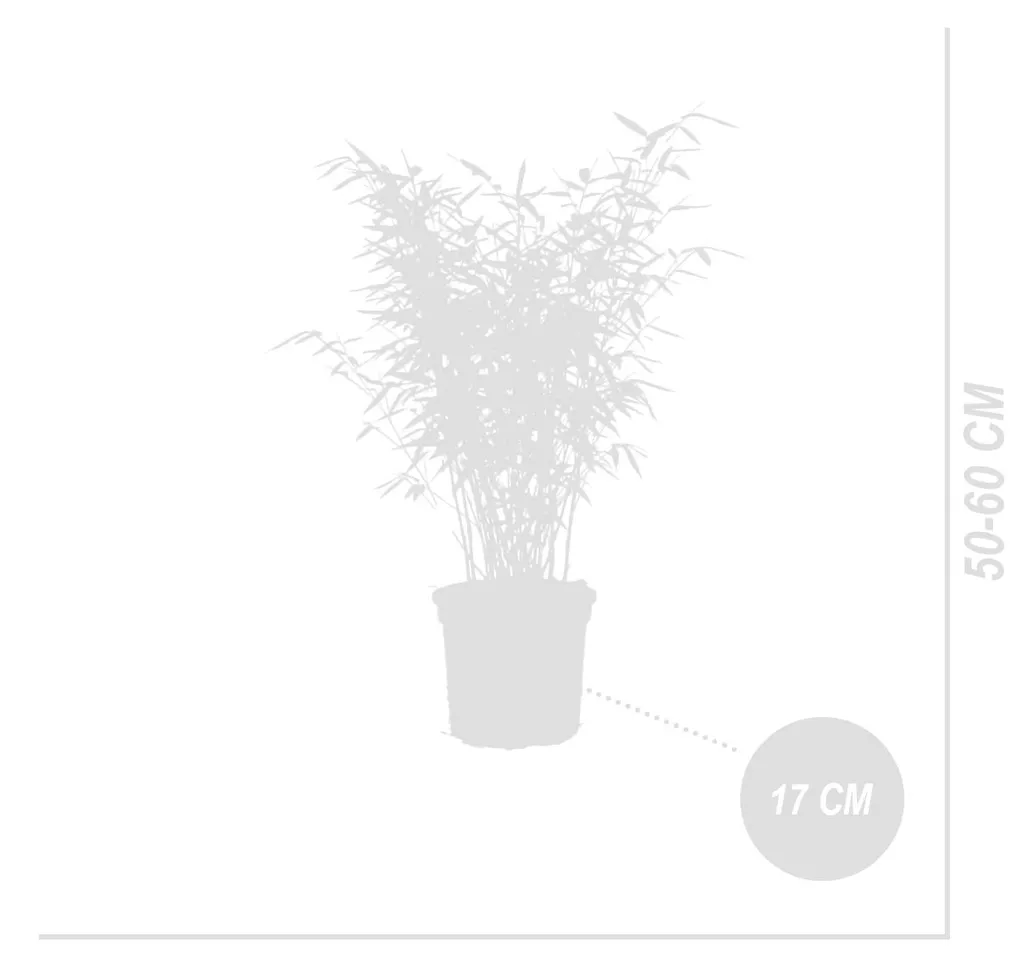 Bambou rustique Fargesia Gansu Bloomique - Plante persistante 50-70 cm - 7