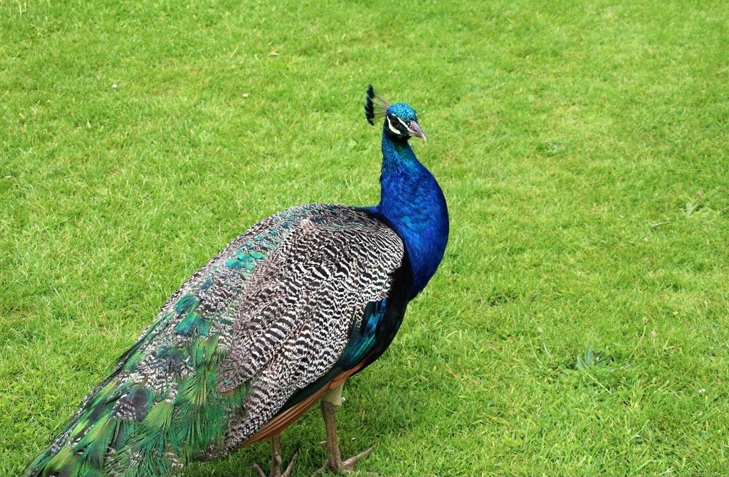 hansepuzzle 19442 - Pfau Puzzle, 500 Teile, Tierwelt, 46,0 x 30,0cm mit hochwertiger Aufbewahrung, Kartonbox und wiederverschließbarem Beutel