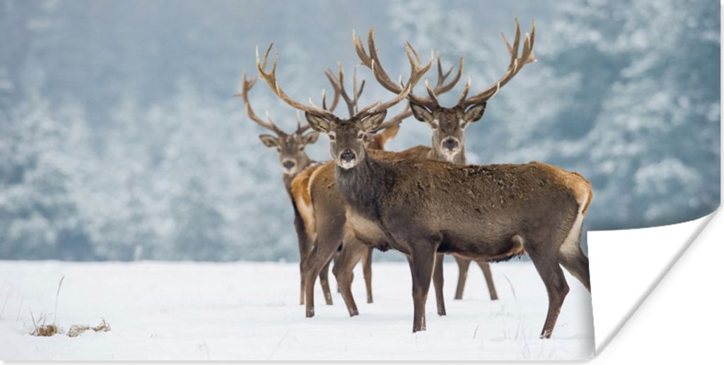 MuchoWow Poster Hirsche - Tiere - Schnee - Winter - Landschaft - Natur 120x60 cm - Bild