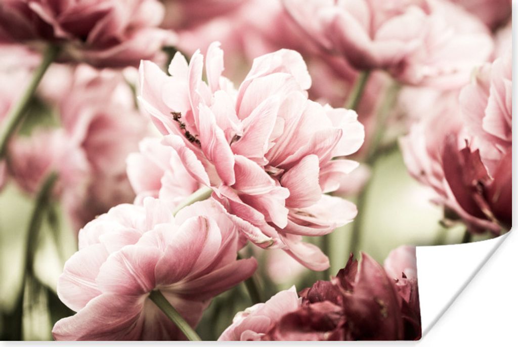 MuchoWow Poster Die Sonne scheint auf diese hellrosa Tulpen 120x80 cm - Bilder