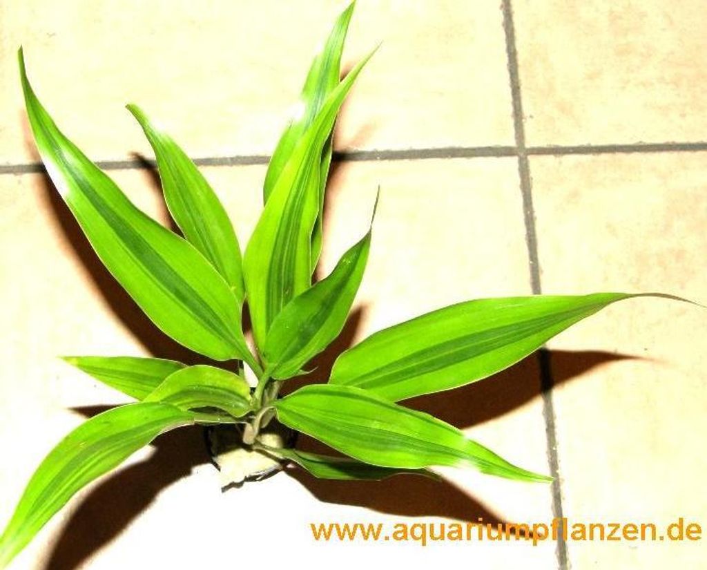3 Töpfe Dracenae variegata, gelb grüner Drachenbaum
