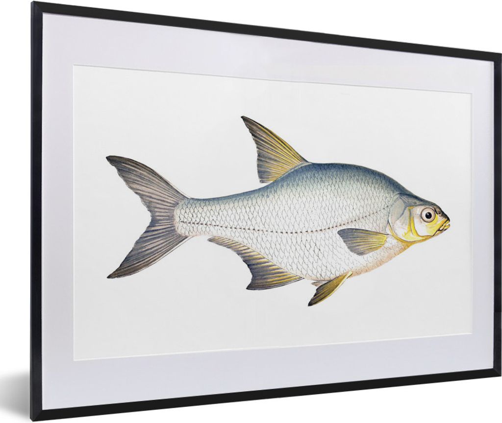 MuchoWow MuchoWow Gerahmtes Poster Fisch - Kolonie Realismus 60x40 cm - Poster mit zchwarzem Bilderrahmen - Schlafzimmer - Plakat in Rahmen - D...