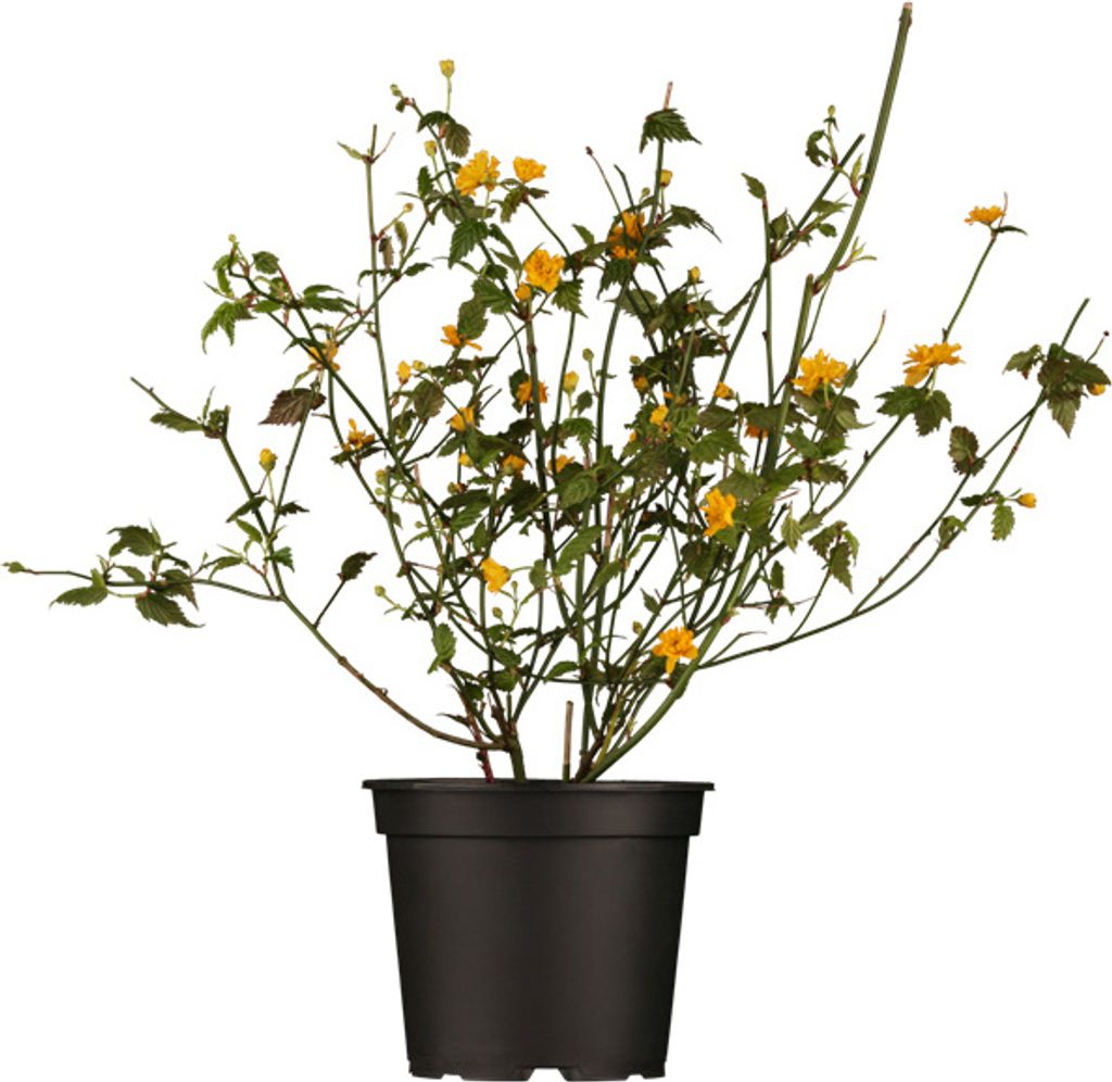 Kerria japonica 'Pleniflora', Ranunkelstrauch, gelb, 40–60 cm
