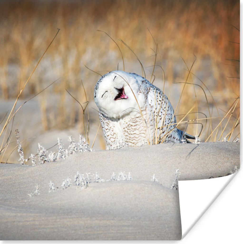 MuchoWow Poster Eule - Schnee - Düne 100x100 cm - Babyzimmer