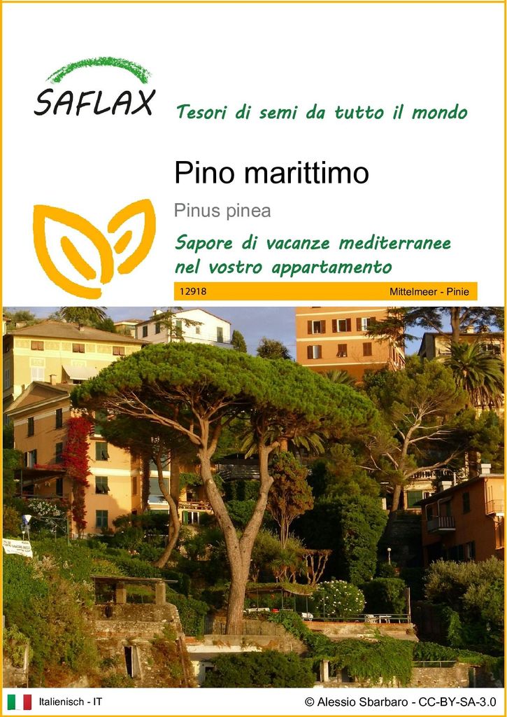 SAFLAX  - Pino marittimo - 6 semi - Pinus Immagine del prodotto 