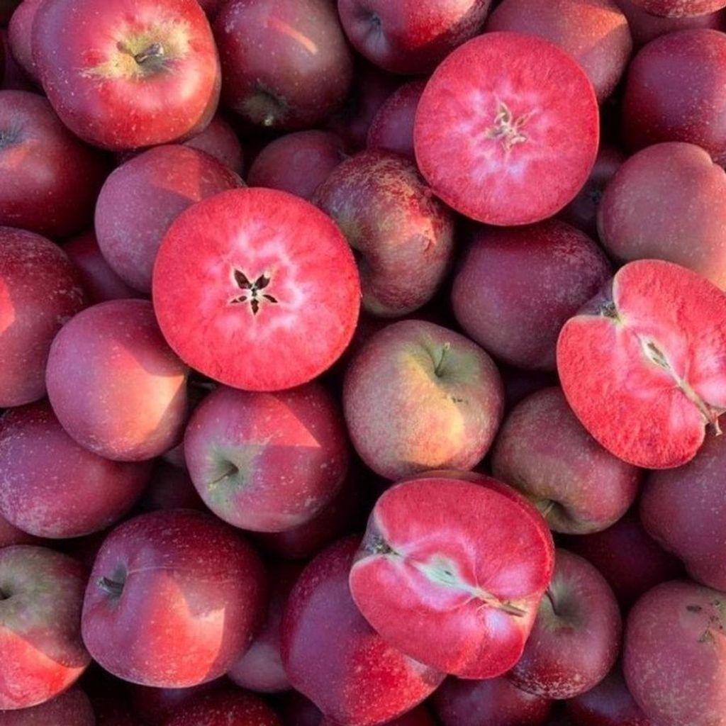 Malus Polpa Rossa – Roter Apfelbaum 100–140 cm | Produktbild 