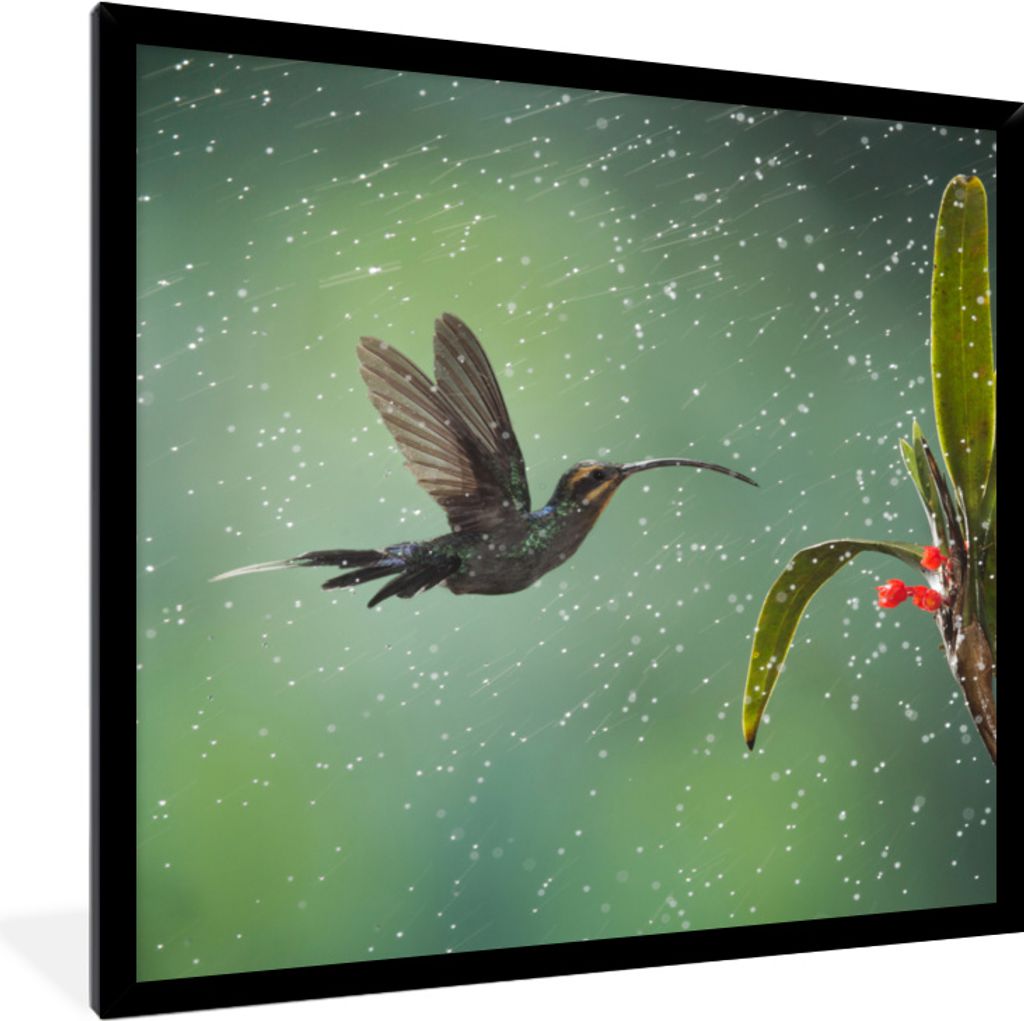 MuchoWow® MuchoWow® Gerahmtes Poster Kolibri im Regen auf Produktbild 