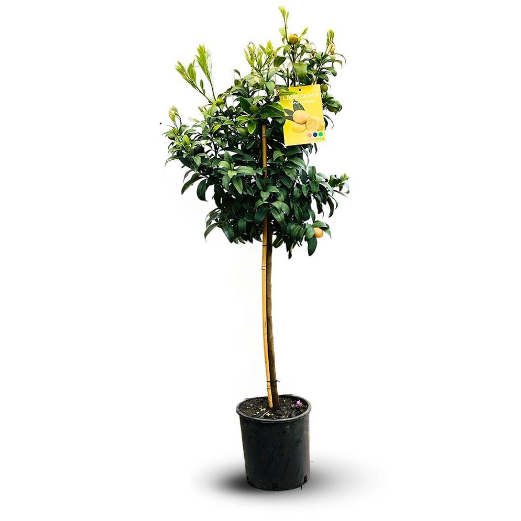 Limequat - agrume méditerranéen - arbre fruitier - ↕ Image du produit 