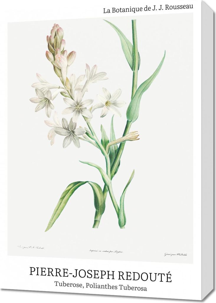 Bild 50x70cm Design Polianthes Tuberosa, Redoute Vintage für das Wohnzimmer
