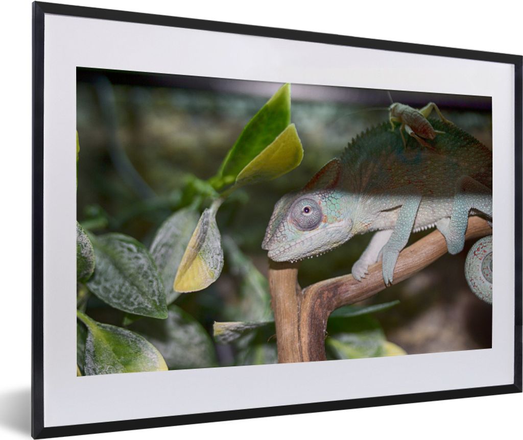 MuchoWow MuchoWow Gerahmtes Poster Versteckte Grille auf dem Rücken des Chamäleons 60x40 cm - Poster mit zchwarzem Bilderrahmen - Schlafzimme...
