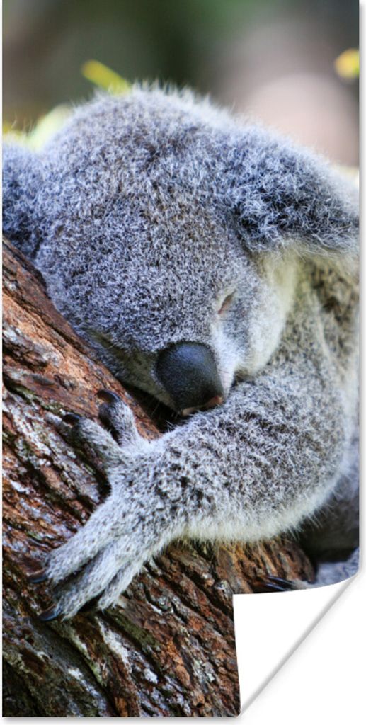 MuchoWow Poster Koala - Kofferraum - Kuscheltier - Jungen - Mädchen 20x40 cm - Plakat - Foto