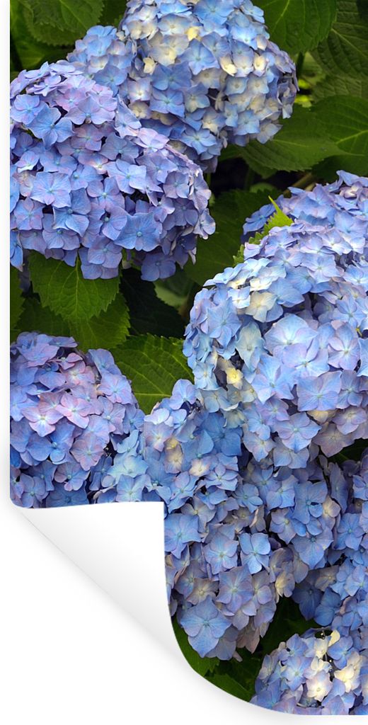 MuchoWow Wandtattoo Wandsticker Wandaufkleber Blumenstrauß aus Hortensien 60x120 cm Selbstklebend und Repositionierbar - Selbstklebend - Fototap...