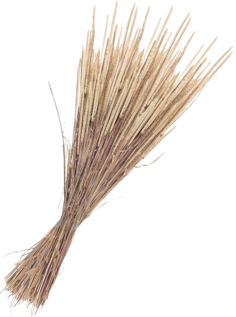 Othmar Decorations Trockenblumen Phleum Pratensis 55 cm 100 g Deko Pampasgras Natur