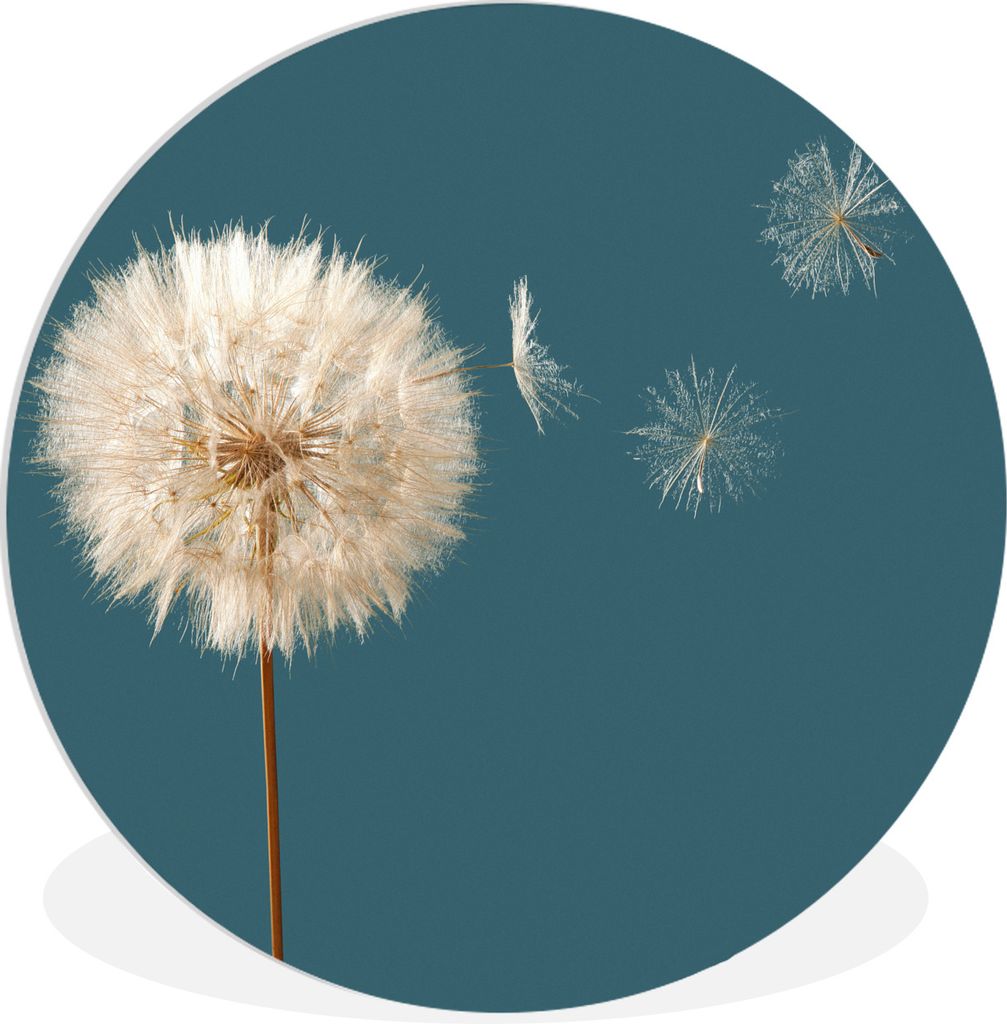 MuchoWow Rundes Wandbild - Runde Bilder Löwenzahn - Saatgut - Farbe Ø 60 cm Kreis Wanddekoration Kunststoff - Wandkreis - Wandschmuck - Wand Kr...