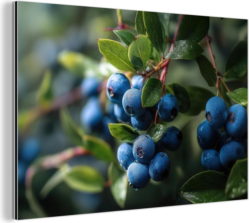 MuchoWow Wanddekoration Metall Metallbild Wandkunst 90x60 cm Blaubeeren - Tautropfen - Natürliches Licht MuchoWow Aluminium Gemälde - Wandbilder