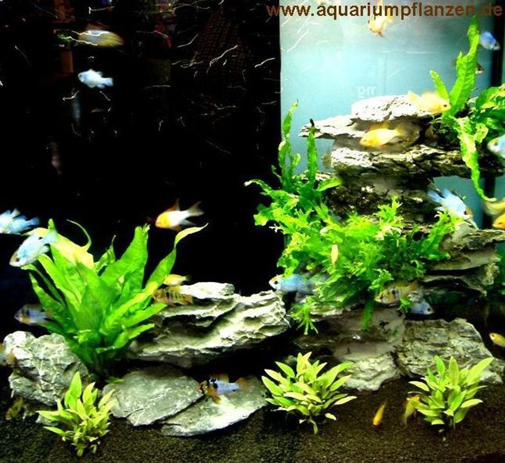 Aquarium Set für 100 l, Pflanzen, Kies, Deko (X) Produktbild 