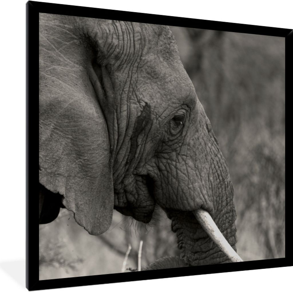 MuchoWow Gerahmtes Poster Schwarzer und weißer Elefant 40x40 cm - Poster mit Schwarzem Bilderrahmen Wandposter Rahmen Foto Bilder - Mit Rahmen -...