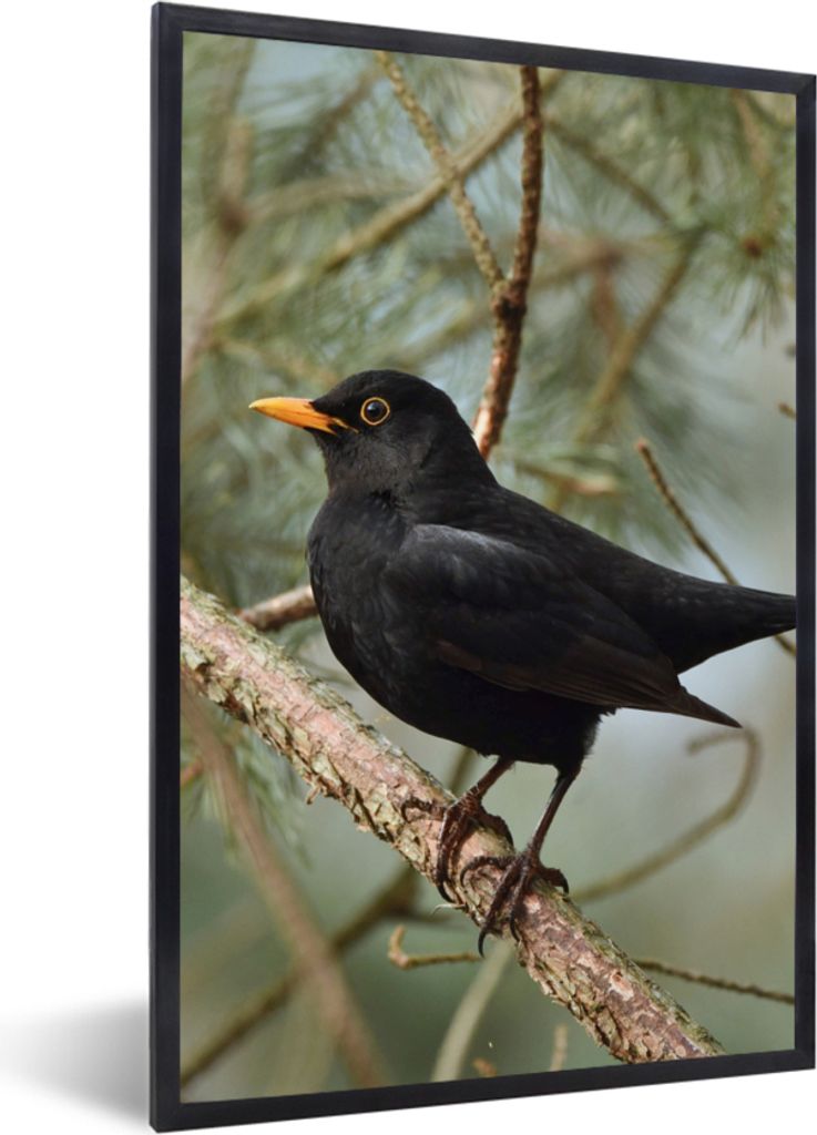 MuchoWow Gerahmtes Poster Vogel - Amsel - Zweige - Tiere 20x30 cm - Poster mit Schwarzem Bilderrahmen Wandposter Rahmen Foto Bilder - Drucken - B...