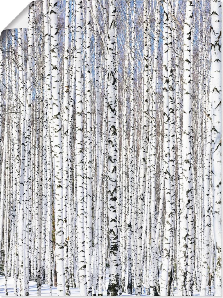 ARTland Poster Winterbirkenwald Wintergelassenheit Größe: 45x60 cm