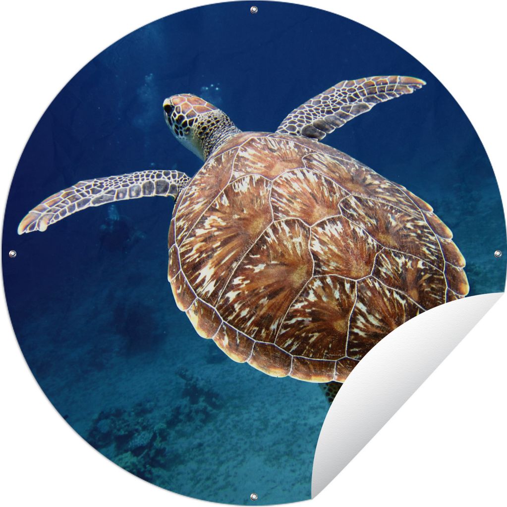 MuchoWow Gartenposter Outdoor-Poster Rund Schildkröte Fotodruck Ø 90 cm Gartendeko Rundes Poster draußen