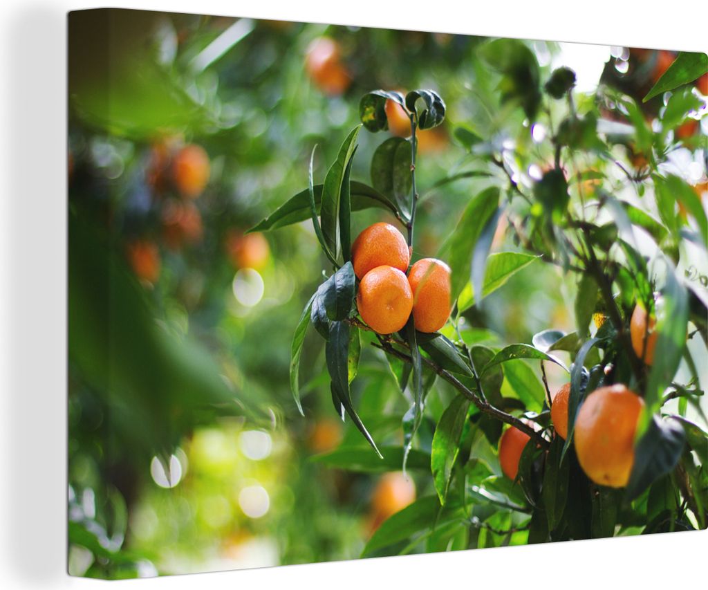 OneMillionCanvasses - Leinwandbilder - 150x100 cm, Mandarinenbaum in einem Obstgarten, Wandbilder Kunstdruck Wanddekoration