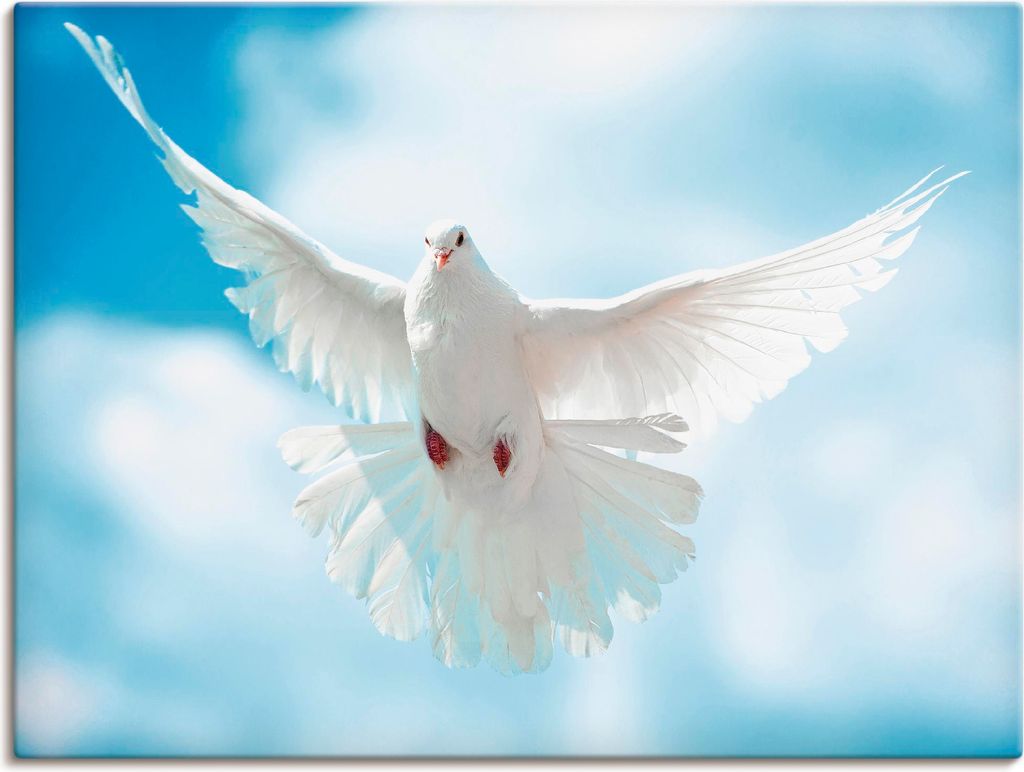 ARTland Leinwandbild Taube mit ausgebreiteten Flügeln Größe: 60x45 cm
