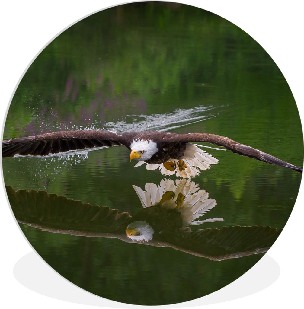 MuchoWow Rundes Wandbild - Runde Bilder Ein Weißkopfseeadler fliegt sehr niedrig über dem Wasser Ø 60 cm Kreis Wanddekoration Kunststoff - Wan...