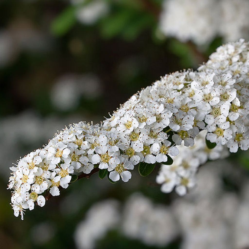 Brautspiere - Spiraea arguta | 60-80 cm in Container