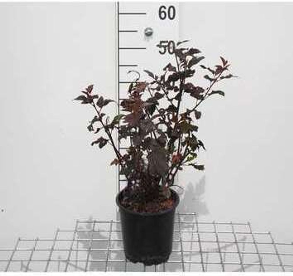Physocarpus opulif. 'Diabolo' - Fasanenspiere 30- 40 cm - Container