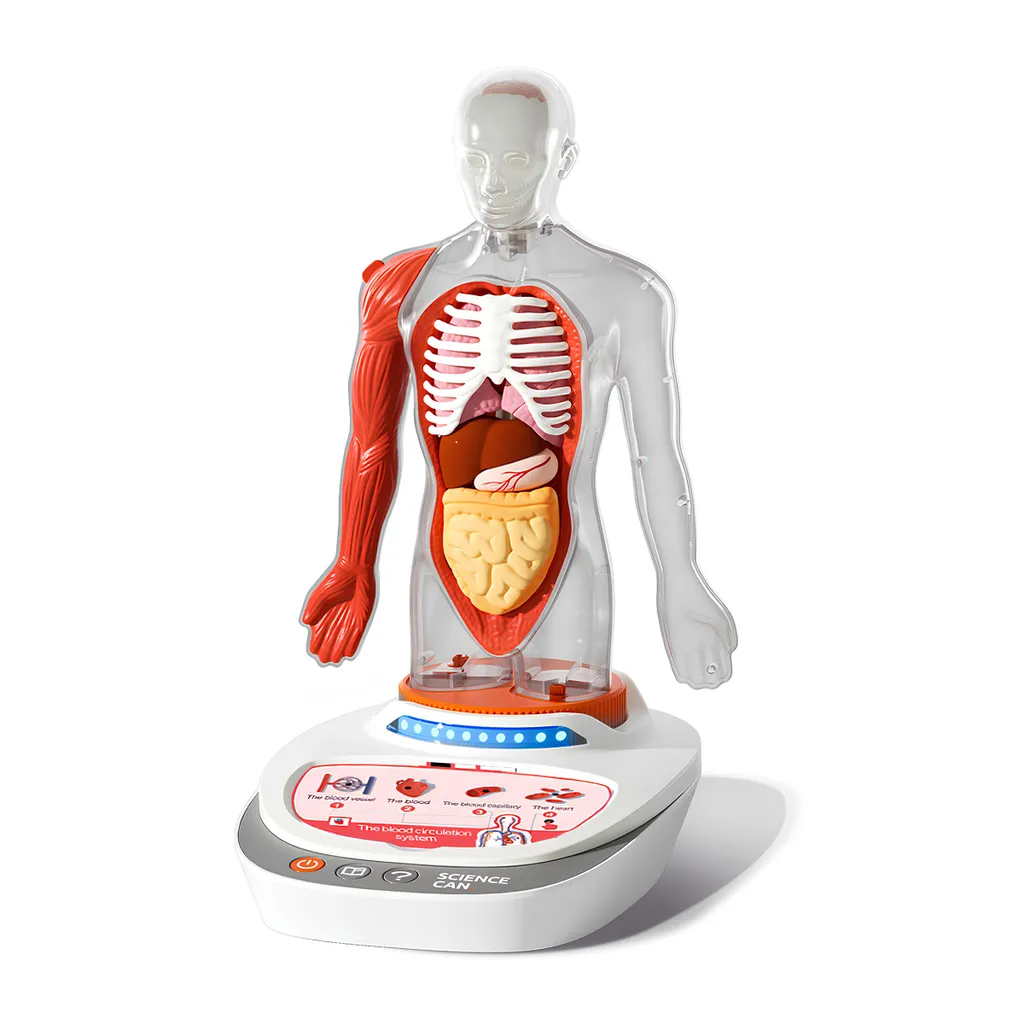 Comprendre le Corps Humain sans Difficulté Maquette 3D ScienceCan Enfant