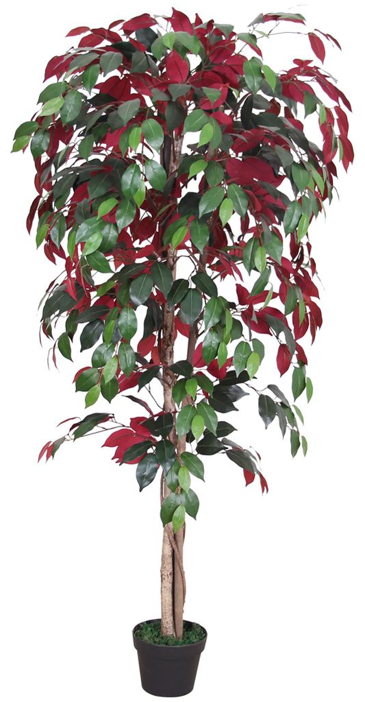 Roter Ficus Benjamin Birkenfeige Kunstpflanze Kunstbaum Produktbild 