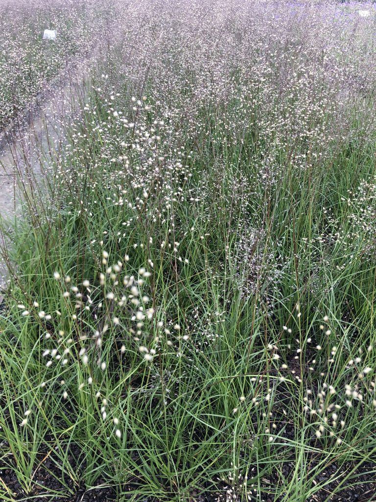 6 x Sporobolus heterolepis - Ziergras im Topf 9x9 cm