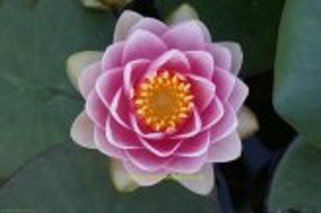 1 SEEROSE der Sorte Madame Wilfrom Gonnere, rosa