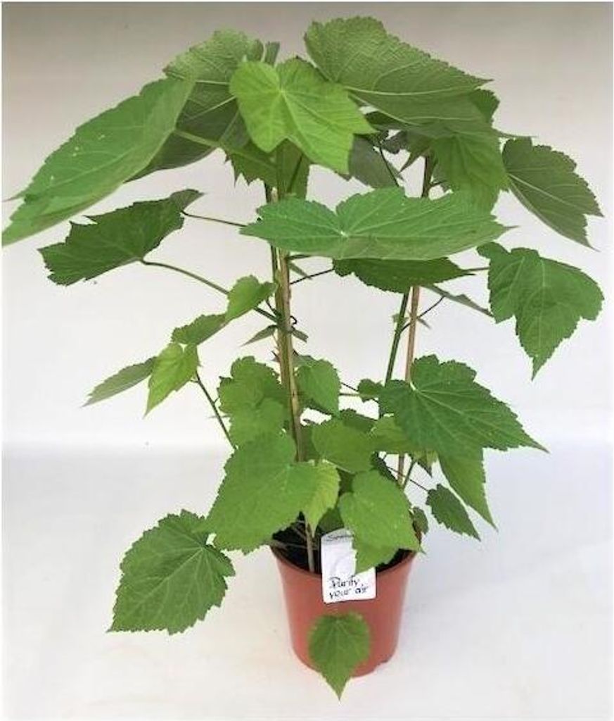 Zimmerlinde 40 cm - Sparmannia africana - Grüne Produktbild 3