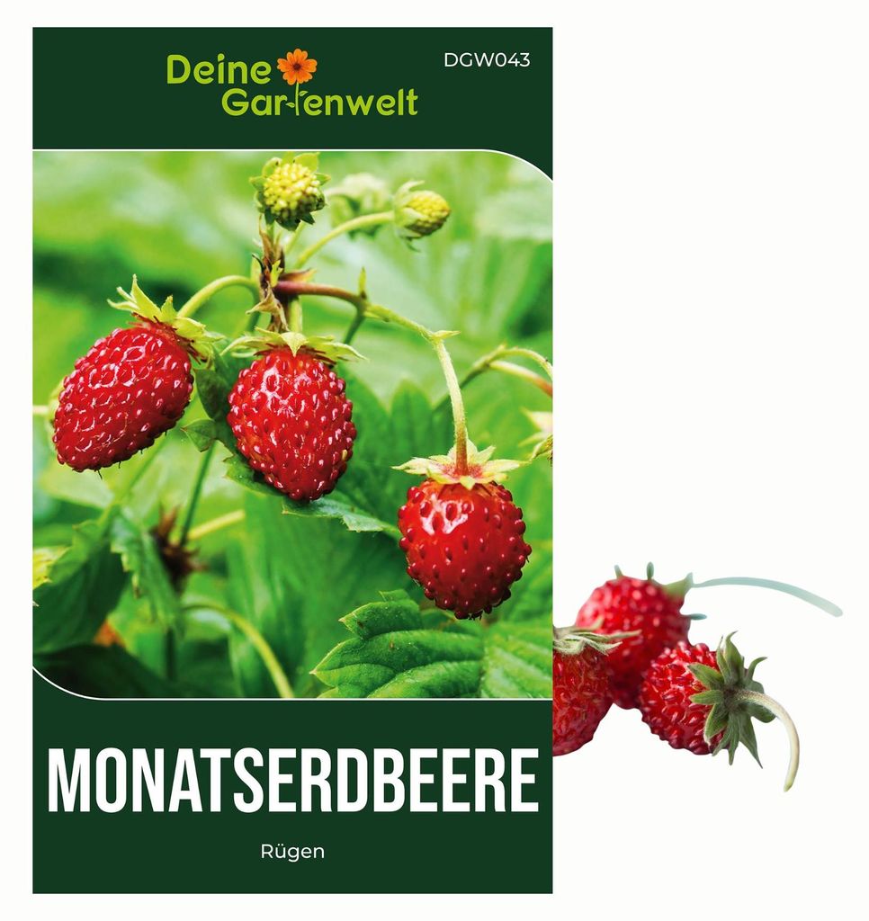 Monatserdbeeren Rügen Samen - Fragaria vesca - Erdbeersamen Produktbild 