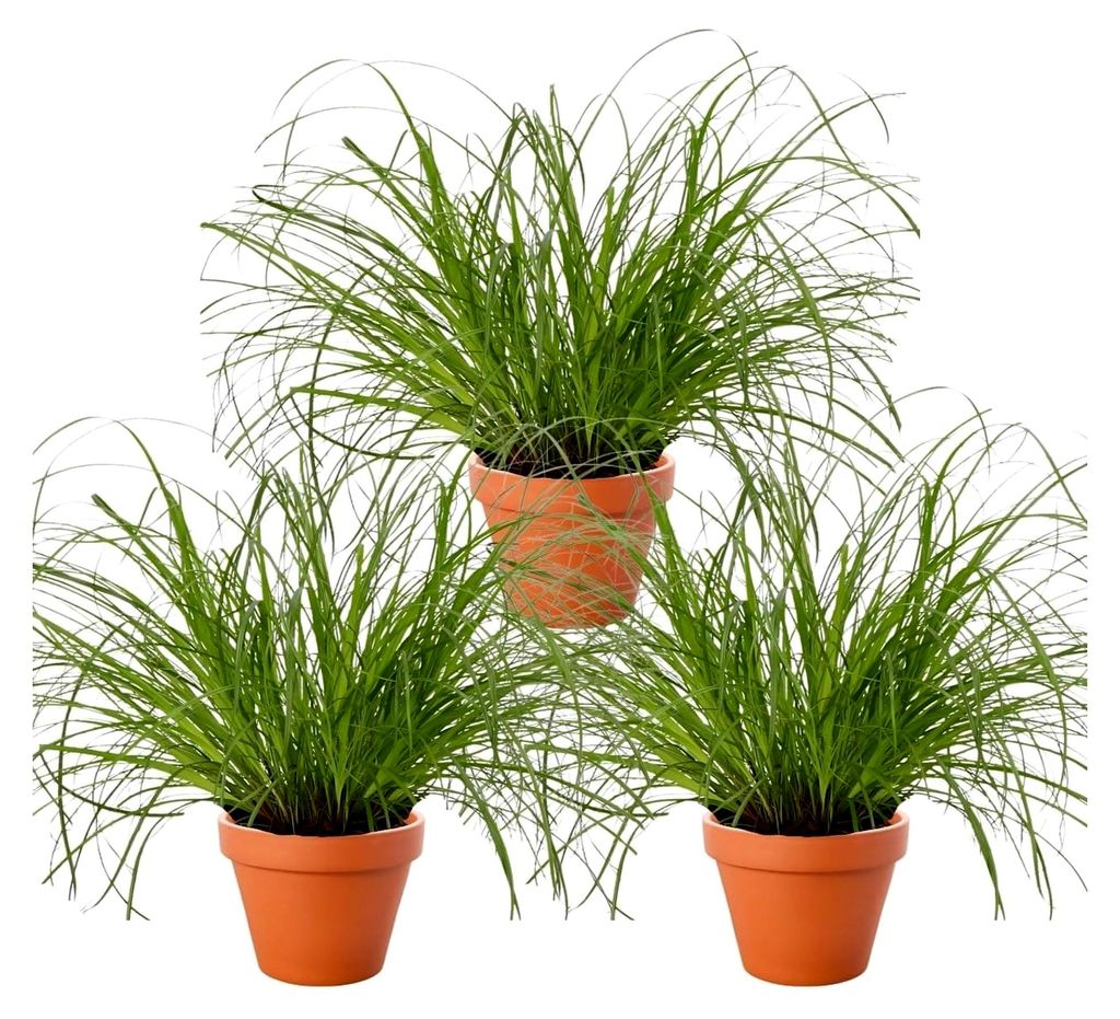 Katzengras | 3er-Set | Cyperus zumula | ca. 20-30 cm | ø 12-15cm Topf | Pflegeleichte Zimmerpflanzen für Wohnung und Büro | Qualität vom Pflanz...