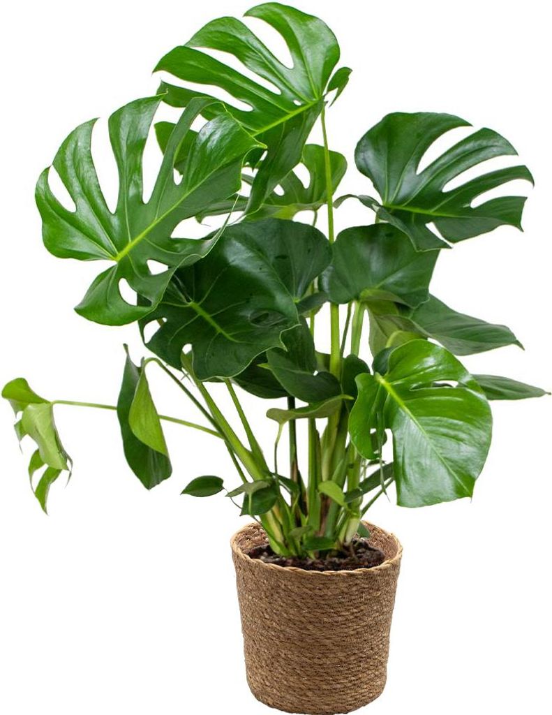 Bloomique - Monstera Deliciosa - Fensterblatt - Zimmerpflanzen - Pflegeleicht - Luftreinigend - Höhe 70-80 cm - Mit Seegras Korb 21 cm