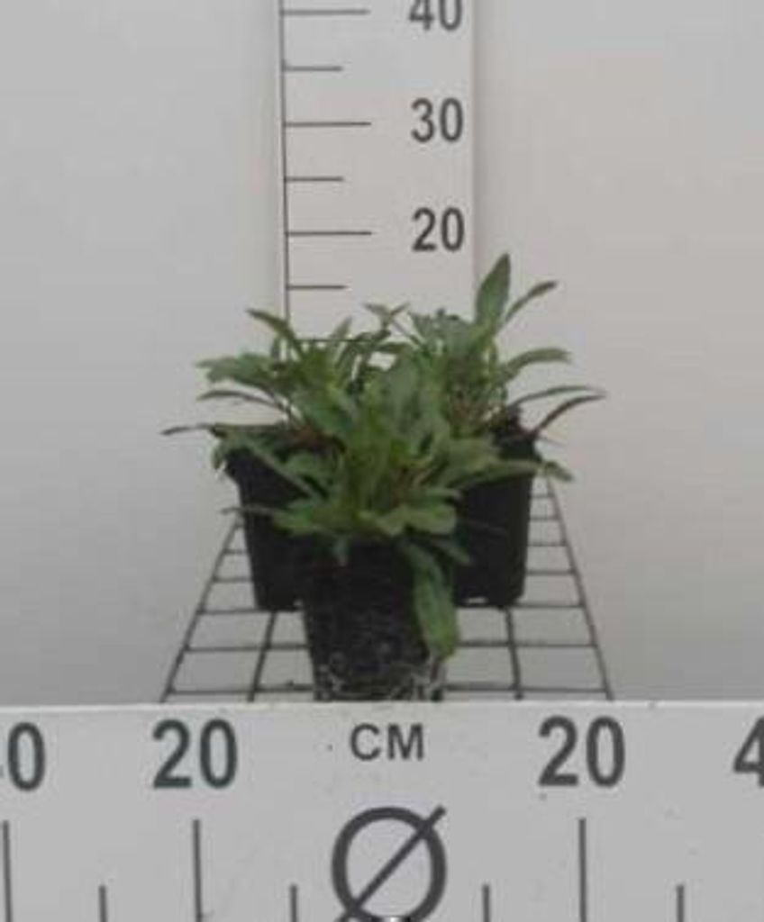 6 x Gaura lindheimeri ( oenothera lindh.) - Gaura - Topf 9 x 9 cm