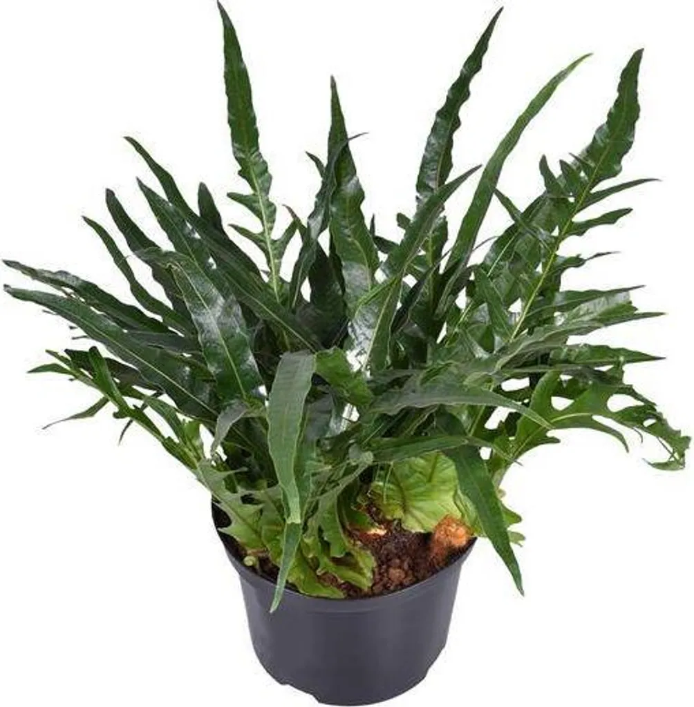 Aglaomorpha coronans Fougère Serpentine Ø23cm 60cm Plante d'Intérieur