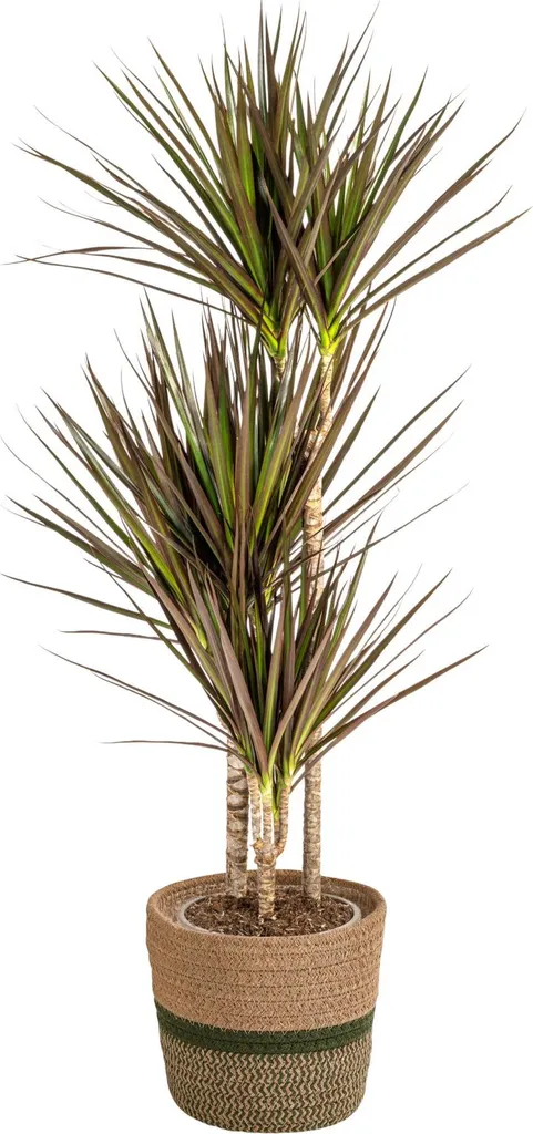 Dracaena Marginata Magenta en panier Ø21cm - Plante d'intérieur 120cm