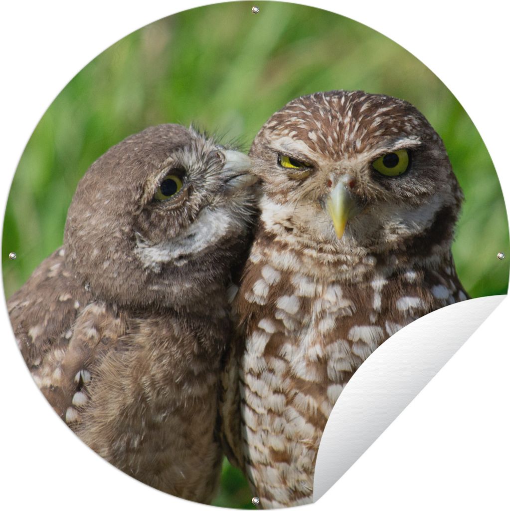 MuchoWow Gartenposter Outdoor-Poster Rund Eulen - Vögel - Gras Ø 120 cm Gartendeko Rundes Poster draußen