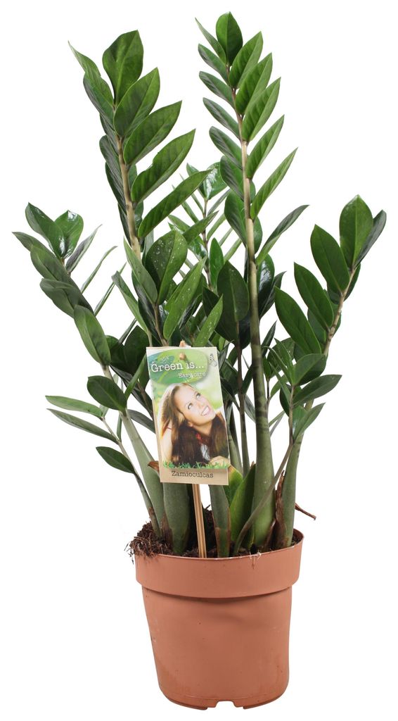 Zamioculcas Zamiifolia - 60-70cm - Ø17cm - Zimmerpflanze - Immergrün