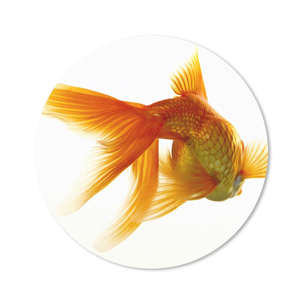 MuchoWow Mauspad Mousepad Goldfisch - Meerestiere - Weiß 50x50 cm - Mousepads - Maus Mat - Pad - Mausunterlage - Vinyl
